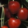 Cherry 'Stella'