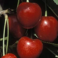 Cherry 'Stella'
