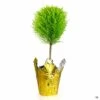 Goldcrest Lemon Cypress One Ball Topiary