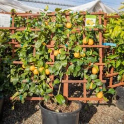 Lemon 'Improved Meyer' Espalier, Semi-Dwarf -Plant Sales Shop Citrus Lemon ImprovedMeyerLemon Espaliered