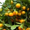 Mandarin 'Clementine', Standard