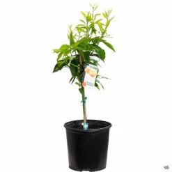 Mandarin 'Clementine', Semi-Dwarf -Plant Sales Shop Citrus Mandarin Clementine 3gal