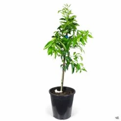 Plant Sales Shop -Plant Sales Shop Citrus Mandarin Clementine 5gal