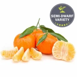 Plant Sales Shop -Plant Sales Shop Citrus Mandarin Clementine Fruit Dwarf
