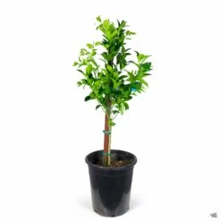 Plant Sales Shop -Plant Sales Shop Citrus Mandarin Tango 5gal