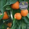 Mandarin 'Owari Satsuma', Semi-Dwarf