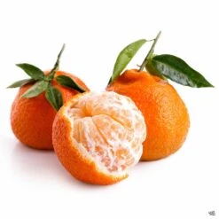 Plant Sales Shop -Plant Sales Shop Citrus OwariSatsumaMandarin Fruit 28c1674f 31a0 4d74 8e13 65c6c250d68c
