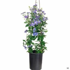 Clematis -Plant Sales Shop Clematis Arabella 5galstk 5f50ae8f 9d9a 4051 ad4c 495ca5fff37e