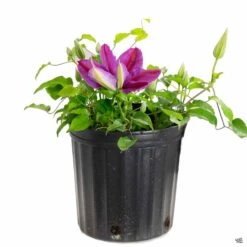 Clematis -Plant Sales Shop Clematis Magenta 9e17078c fb09 4f6c 9117 f135e25287dc