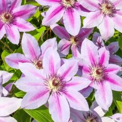 Clematis