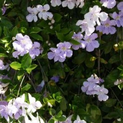 Lavender Trumpet Vine Stake