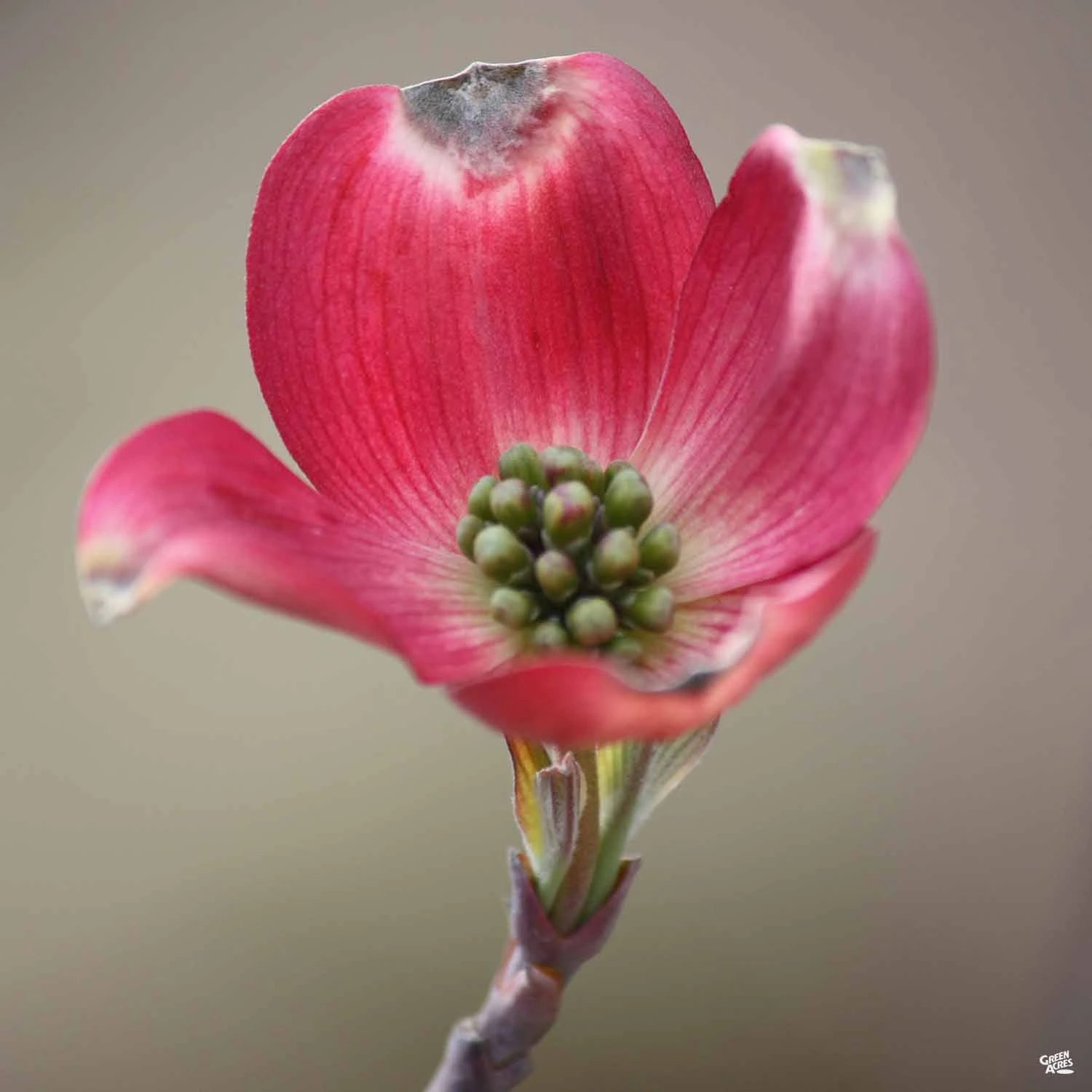 Dogwood 'Cherokee Chief' 2 Dogwood 'Cherokee Chief' - Image 2