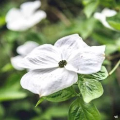 White Flowering Dogwood 'Eddie's White Wonder'