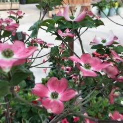 Pink Flowering Dogwood -Plant Sales Shop Cornus Dogwood RubraSac