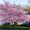 Pink Flowering Dogwood