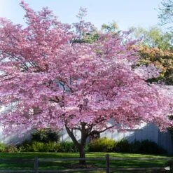 Pink Flowering Dogwood