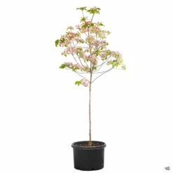 Pink Flowering Dogwood -Plant Sales Shop Cornus Dogwood Rubra 10gal 9a53ab5f 3027 4c7a 961a 849c553bd43a