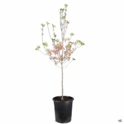 Pink Flowering Dogwood -Plant Sales Shop Cornus Dogwood Rubra 7gal 121f0d3e 729b 4fd0 820b b9157f37df68