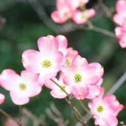 Dogwood 'Stellar Pink'
