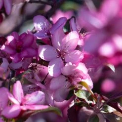 Royal Raindrops Crabapple