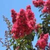 Crape Myrtle 'Arapaho' Standard Trunk