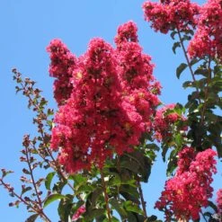 Crape Myrtle 'Arapaho' Standard Trunk