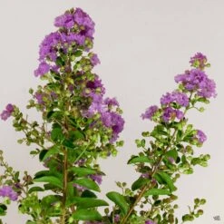 Crape Myrtle 'Catawba' Multi-Trunk 5 Crape Myrtle 'Catawba' Multi-Trunk -Plant Sales Shop CrapeMyrtle CatawbaBranch 056e5f3e 3880 4d5c a1b6 f8685ba10f08