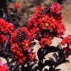 Center Stage® Red Crape Myrtle