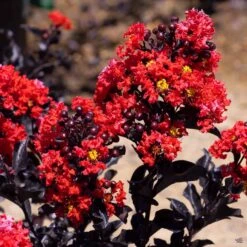 Center Stage® Red Crape Myrtle