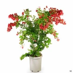 Crape Myrtle 'Dynamite' Multi-Trunk -Plant Sales Shop CrapeMyrtle Dynamite Multi 15gal afb1cfd7 1af9 409d 866a 61e743f5eb25