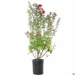 Crape Myrtle 'Dynamite' Multi-Trunk -Plant Sales Shop CrapeMyrtle Dynamite Multi 5gal 9516c99f 57c1 437e b50a 5bd6801b74c7