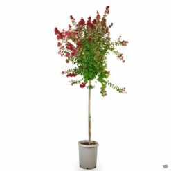 Crape Myrtle 'Dynamite' Standard Trunk -Plant Sales Shop CrapeMyrtle Dynamite Std 15gal 2657f669 d964 4f69 aadb 6c6cc2eaaf69