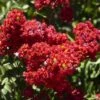 Crape Myrtle 'Dynamite' Standard Trunk
