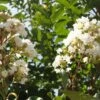 Crape Myrtle 'Natchez' Multi-Trunk