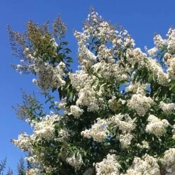 Crape Myrtle 'Natchez' Multi-Trunk 3 Crape Myrtle 'Natchez' Multi-Trunk -Plant Sales Shop CrapeMyrtle Natchez3