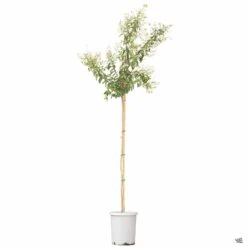 Crape Myrtle 'Natchez' Standard Trunk -Plant Sales Shop CrapeMyrtle Natchez 15gal a08cac22 3625 4429 a2e9 64319cf11ec4