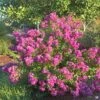 Crape Myrtle 'Petite Orchid' Multi-Trunk | Monrovia