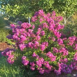Crape Myrtle 'Petite Orchid' Multi-Trunk | Monrovia