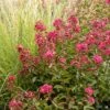 Crape Myrtle 'Petite Red Imp' Multi-Trunk | Monrovia