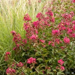 Crape Myrtle 'Petite Red Imp' Multi-Trunk | Monrovia