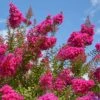Crape Myrtle 'Pink Velour' Multi-Trunk
