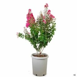 Crape Myrtle 'Pink Velour' Multi-Trunk -Plant Sales Shop CrapeMyrtle PinkVelour 15galMulti 8b59013e 4f5d 460e 9621 436c7f2eb881