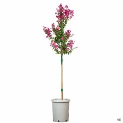 Crape Myrtle 'Pink Velour' Standard Trunk -Plant Sales Shop CrapeMyrtle PinkVelour 15galStd 3f1b422b 705c 4505 9482 4b7d4488b80a