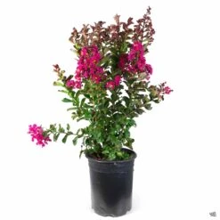 Crape Myrtle 'Pink Velour' Multi-Trunk -Plant Sales Shop CrapeMyrtle PinkVelour 5gal Multi f202a003 3ad8 4fec 94db 4e1676035cd4