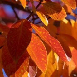 Crape Myrtle 'Pink Velour' Standard Trunk -Plant Sales Shop CrapeMyrtle PinkVelour FallColors
