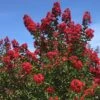 Crape Myrtle 'Red Rocket' Standard Trunk
