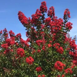Crape Myrtle 'Red Rocket' Standard Trunk