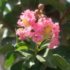 Crape Myrtle 'Tuscarora' Multi-Trunk -Plant Sales Shop CrapeMyrtle Tuscarora