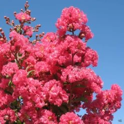 Crape Myrtle 'Tuscarora' Standard Trunk -Plant Sales Shop CrapeMyrtle Tuscarora01 f6d6f2d0 0bdf 46b5 a6c5 860b7a330af4