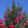 Crape Myrtle 'Tuscarora' Multi-Trunk